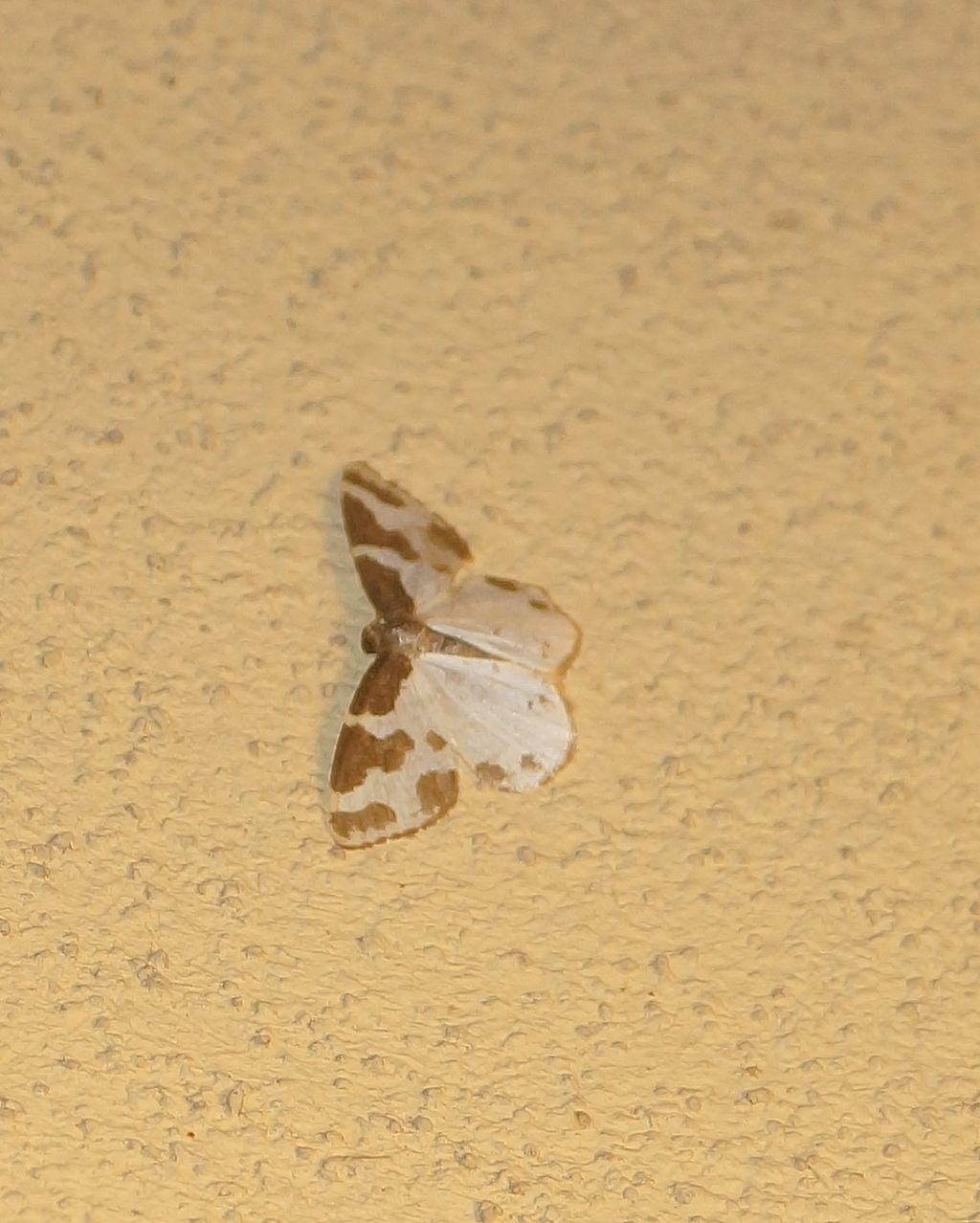 Geometridae: Lomaspilis marginata